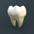Человеческий зуб / Human Tooth, 